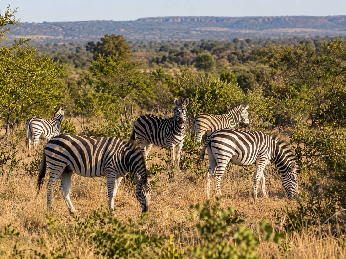Dinokeng Honeymoon Safari from Johannesburg | Big 5 Romantic Escape photo 4