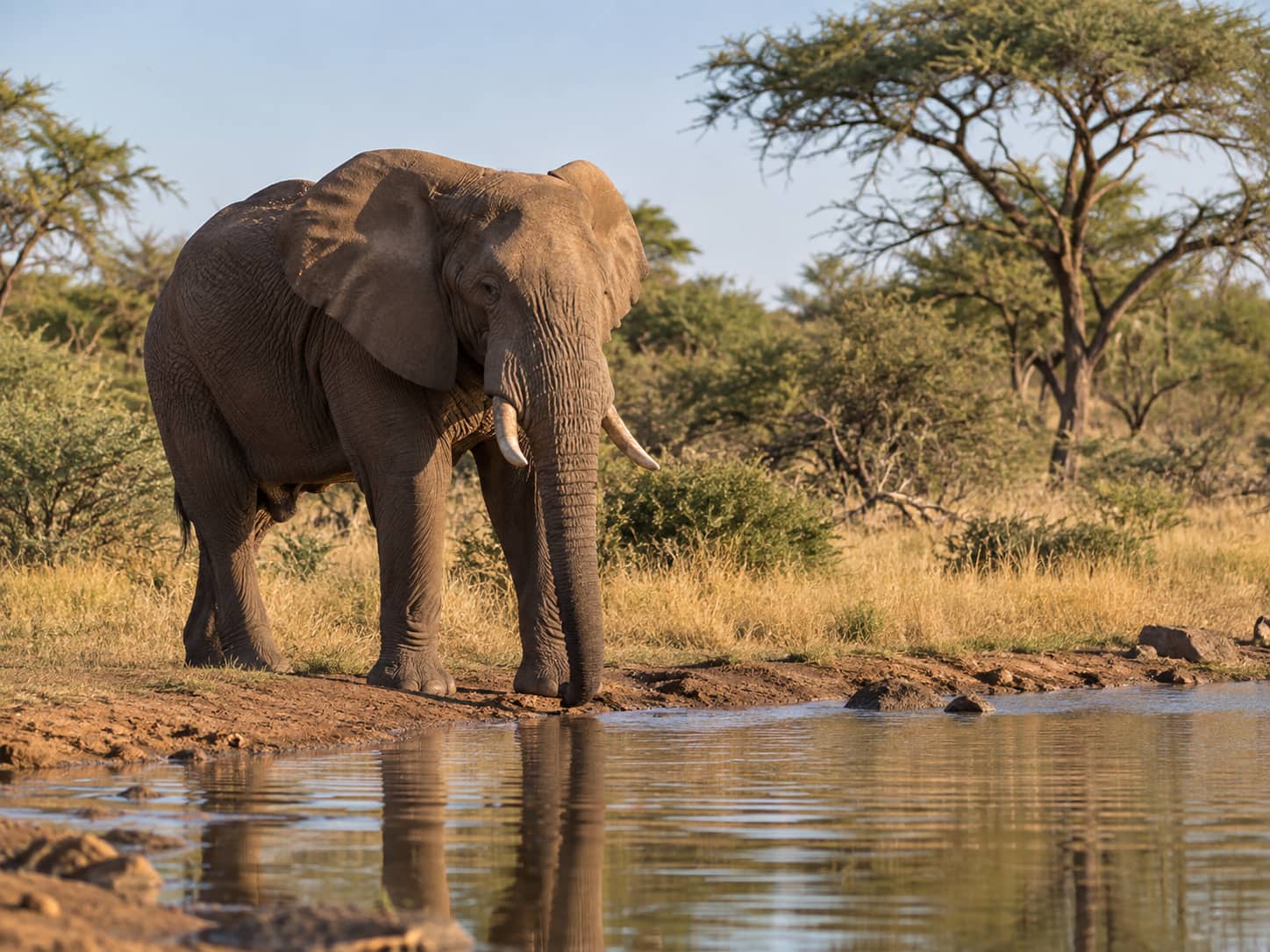 Dinokeng Honeymoon Safari from Johannesburg | Big 5 Romantic Escape photo 5