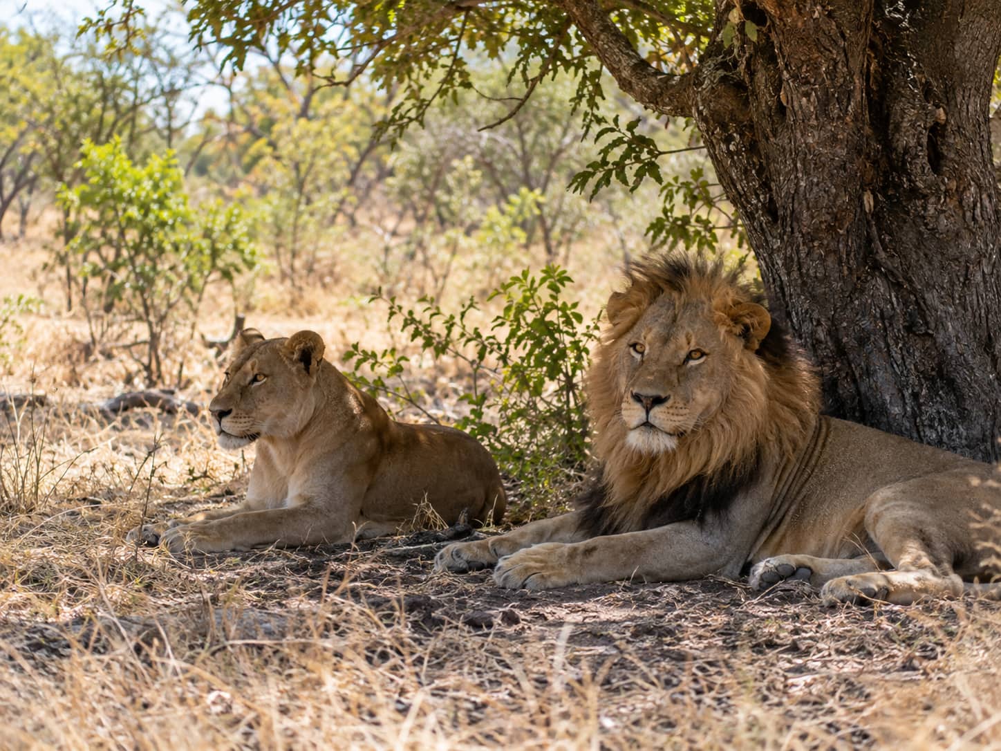Dinokeng Day Safari, Big Five Safari near Pretoria, Game Drives. photo 4