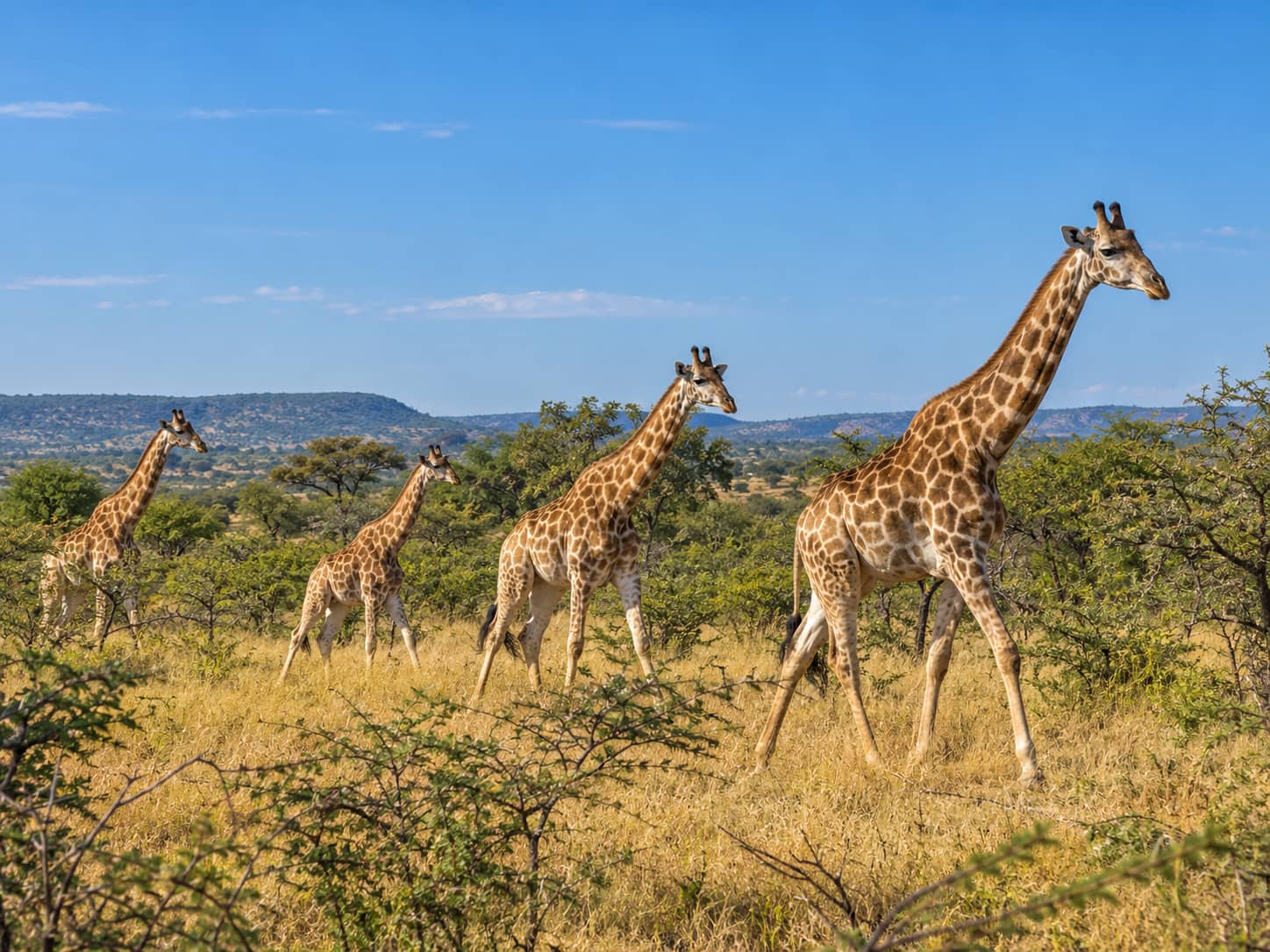 Dinokeng Honeymoon Safari from Johannesburg | Big 5 Romantic Escape photo 9