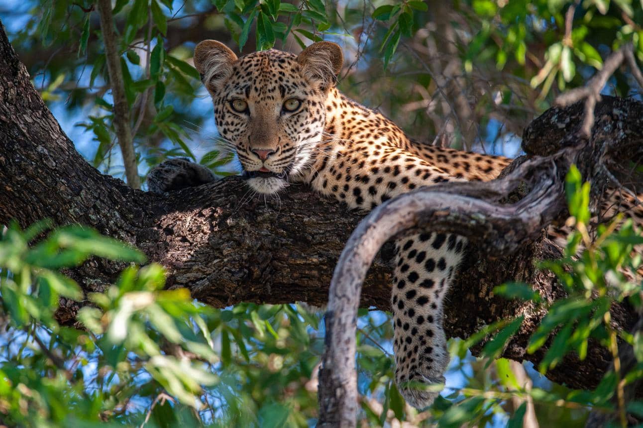 Sun City Resorts: Leisure and Safaris From Johannesburg photo 5