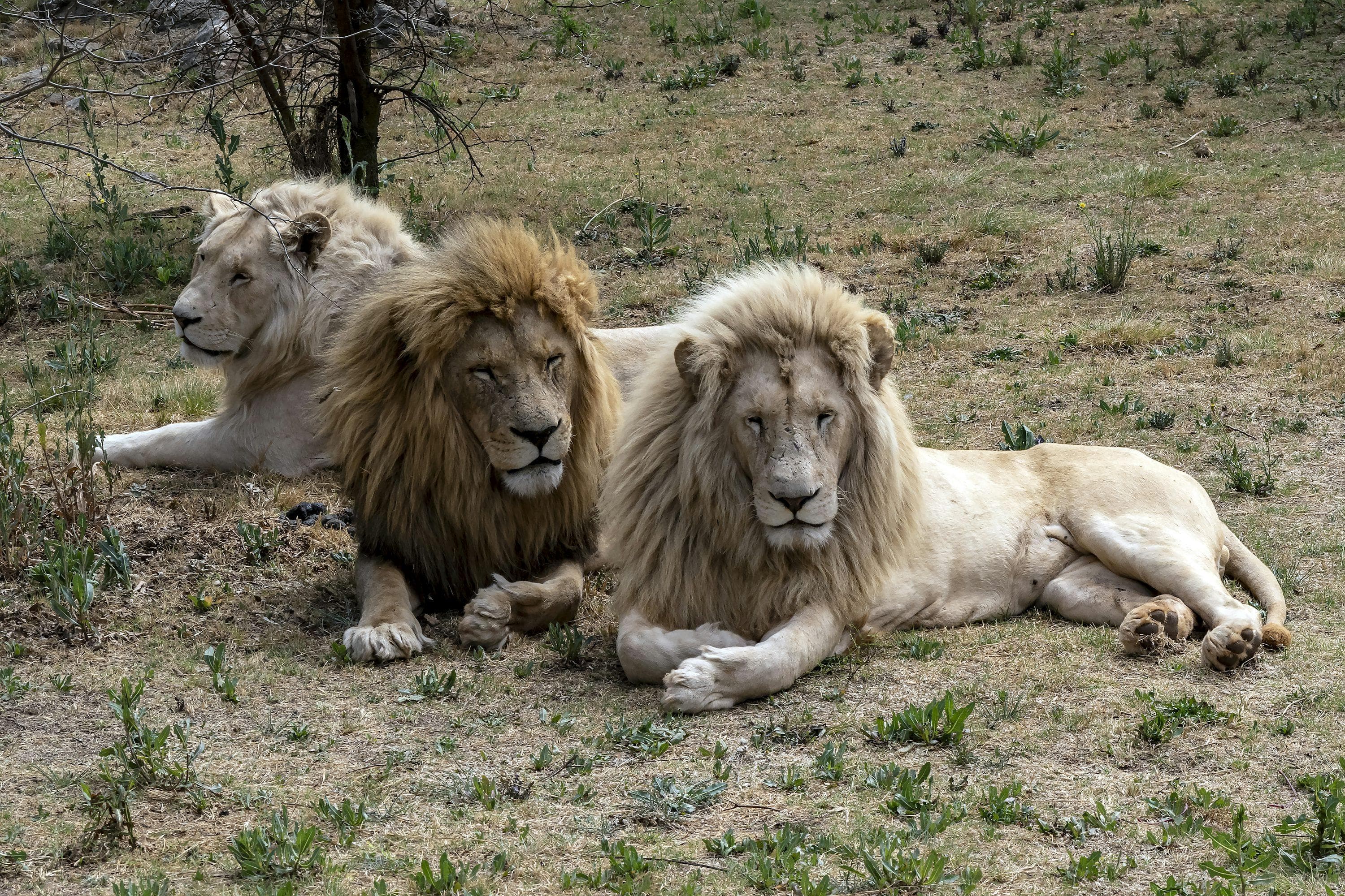 Lion & Safari Park Tour