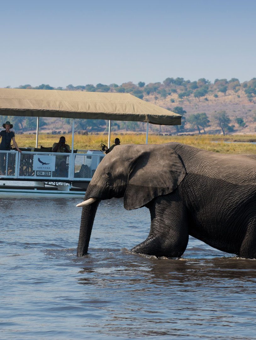 Elephant wading in the Chobe River beside a river cruise boat