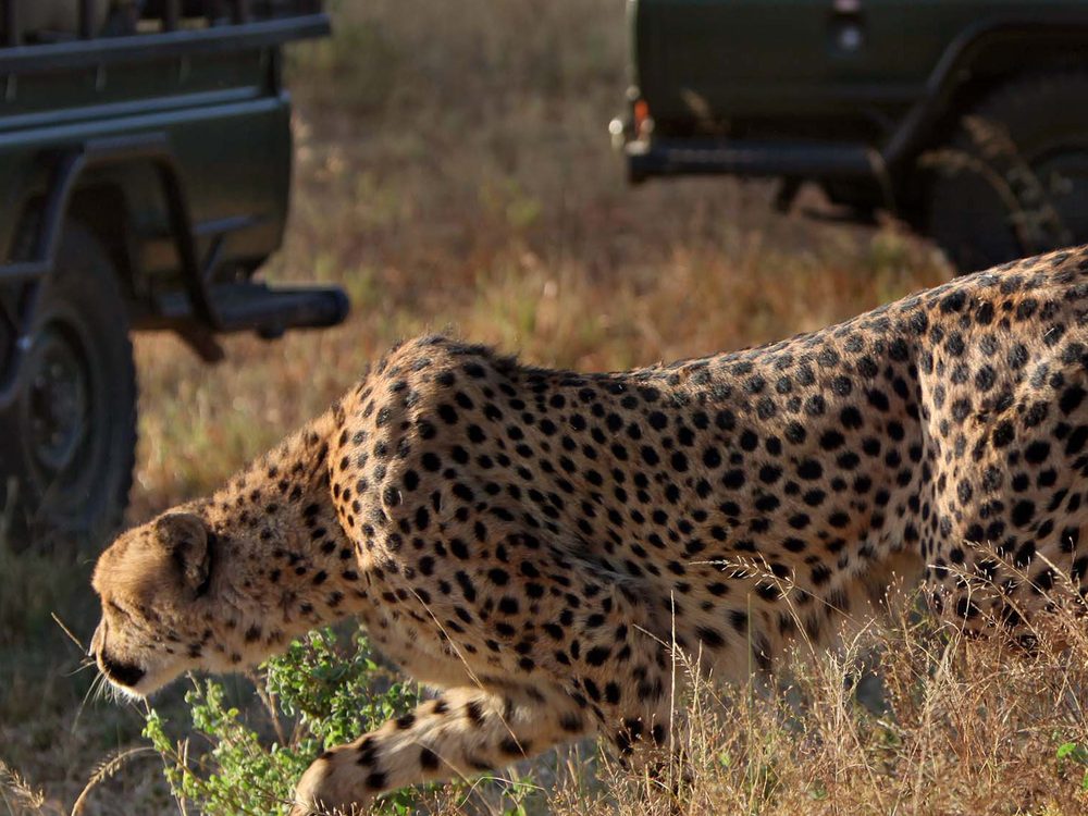 Cheetah walking through dry grass beside safari vehicles in Kruger National Park