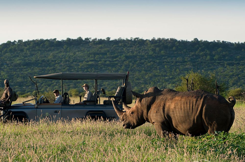 Rhino grazing near a game-drive vehicle in the Pilanesberg area